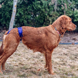 Thongs for DogsTM - SIZE 06