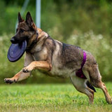 Thongs for DogsTM - SIZE 09