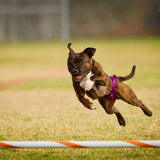 Thongs for DogsTM - SIZE 10