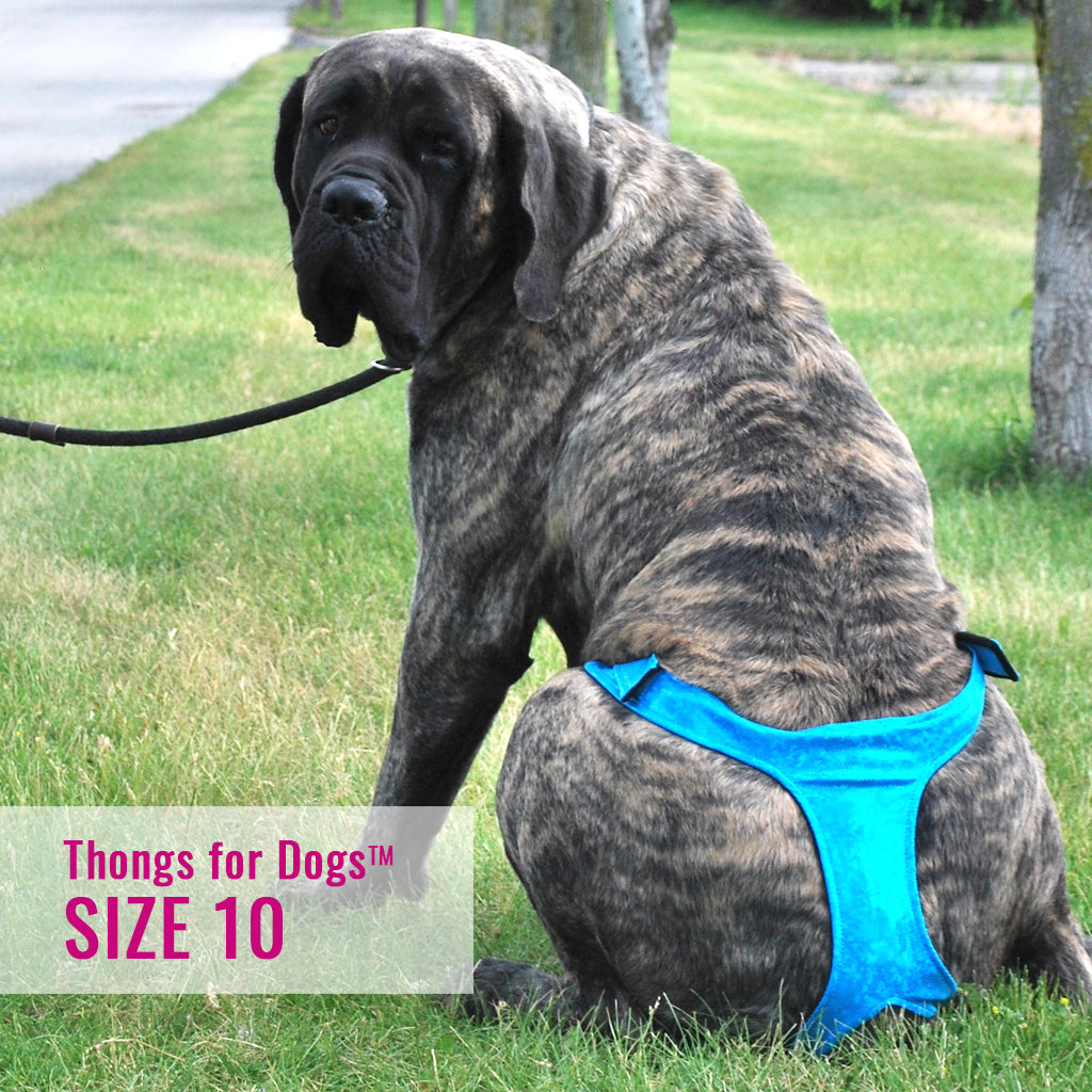 Thongs for DogsTM - SIZE 10