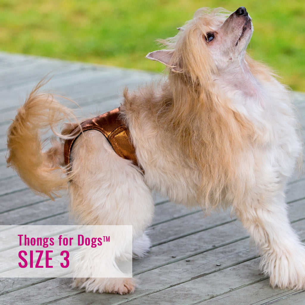 Thongs for DogsTM - SIZE 03