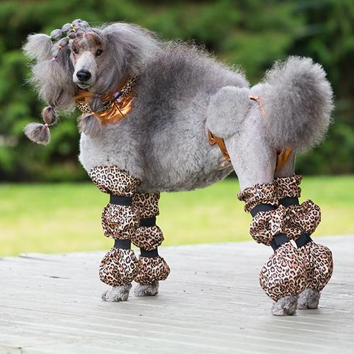 pantsfordogs pantsfordogs